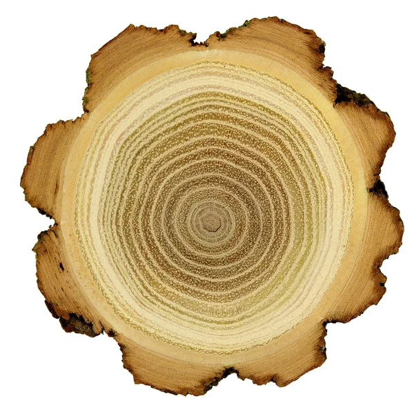 -断面のアカシアの木の成長リング ストック写真
