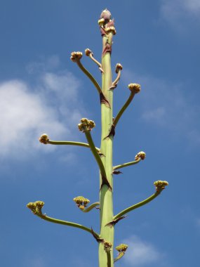 Kaktusblüte- Ponta de Sao Lourenco - Madeira