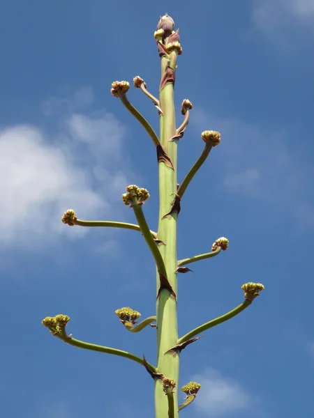 Kaktusblüte- Ponta de Sao Lourenco - Madeira —  Fotos de Stock