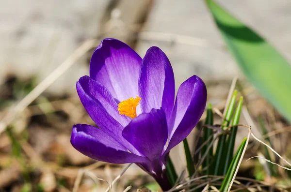 stock image Purple crocus