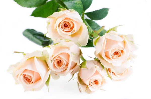 Wunderschöner Rosenstrauß — Stockfoto