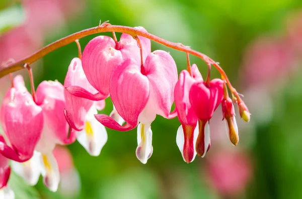 아름 다운 꽃 마음 — 스톡 사진