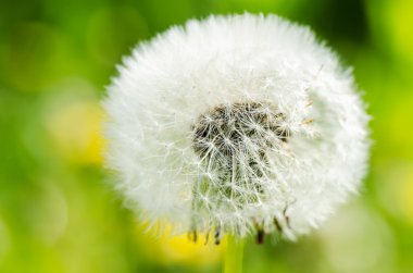 karahindiba arka planı yeşil çimenlerin üzerinde