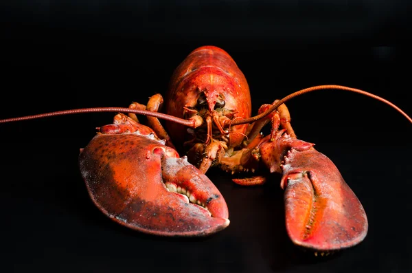 Lobster on black — Stock Photo, Image