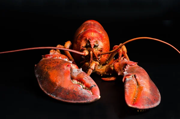 Hummer på svart — Stockfoto