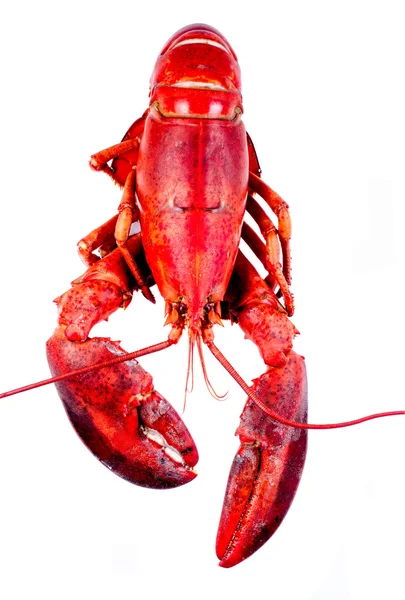 Lobster on white background — Stock Photo, Image