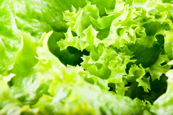 Lettuce salad leaves — Stock Photo, Image