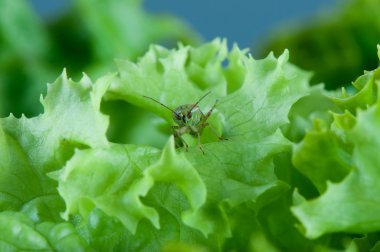 mirid böcek Önden Görünüm