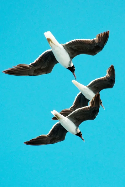 三个海鸥翱翔在天空中 — 图库照片