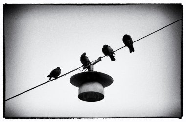 Güvercinler tel üzerinde