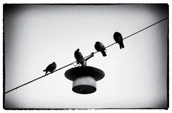 Gołębie na przewód — Zdjęcie stockowe
