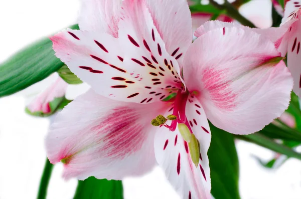 stock image Orchid flower