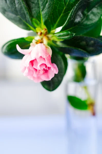 Azalia růžový květ — Stock fotografie