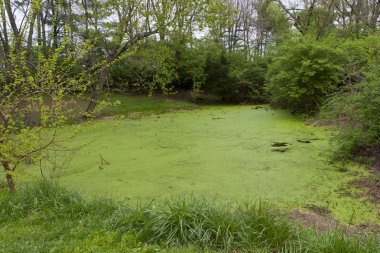 eski yeşil pond