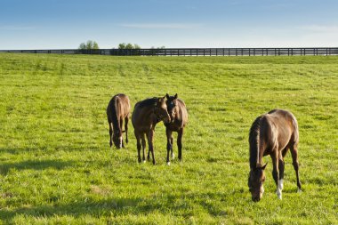 Horses at farmland in Kentucky clipart