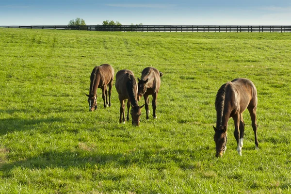 Caballos en tierras de cultivo en Kentucky — Foto de Stock
