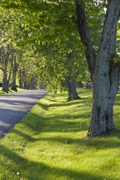 Загородная дорога в Кентукки весной — стоковое фото