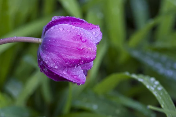 Цветок тюльпана с каплями дождя — стоковое фото