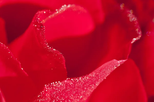 Close-up rosa vermelha com orvalho da manhã — Fotografia de Stock