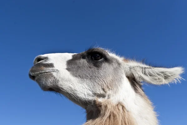 stock image Lama head