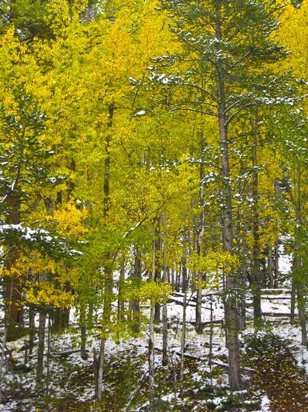 Bosque de otoño con nieve —  Fotos de Stock
