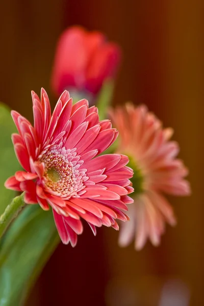 Gerbera fleur — Photo