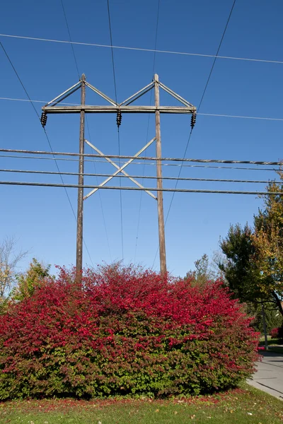 Postes eléctricos detrás de un hermoso arbusto — Foto de Stock