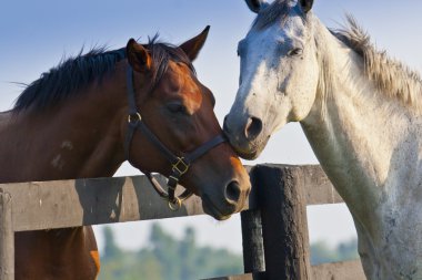 Two loving horses clipart