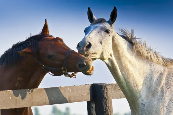 Δύο άλογα αγάπη — Φωτογραφία Αρχείου