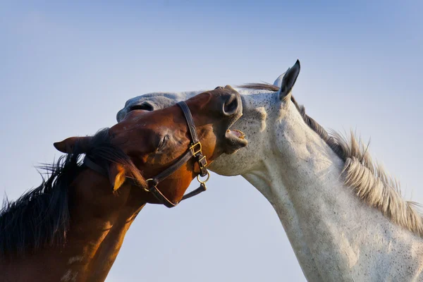 Dwóch kochających konie — Zdjęcie stockowe