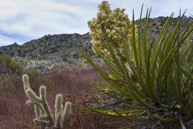 Desert wildflowers and cactus in bloom in Anza Borrego Desert. C clipart
