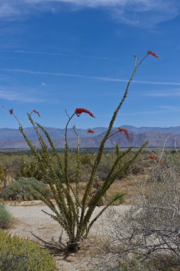Ocotillo kaktüs çiçek anza borrego Çölü'nde. Kaliforniya, ABD