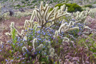 Desert wildflowers and cactus in bloom in Anza Borrego Desert. C clipart