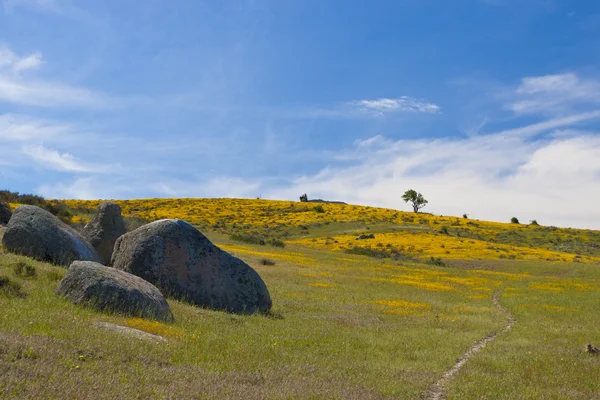 Bahar kır çiçekleri ile güzel bir vadi manzarası. Kaliforniya, — Stok fotoğraf