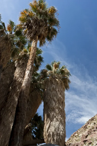 Oasis de palma en el desierto de Anza Borrego. California, Estados Unidos — Foto de Stock
