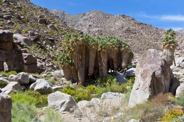 Oasis de palma en el desierto de Anza Borrego. California, Estados Unidos — Foto de Stock