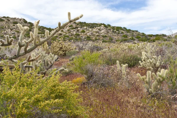 Flores silvestres del desierto y cactus en flor en el desierto de Anza Borrego. C — Foto de Stock