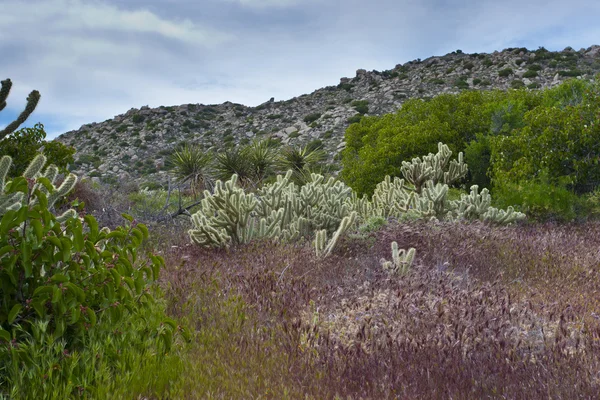 Flores silvestres del desierto y cactus en flor en el desierto de Anza Borrego. C — Foto de Stock
