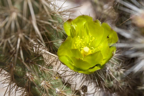 Primer plano de cactus en flor en el desierto de Anza Borrego. California , — Foto de Stock