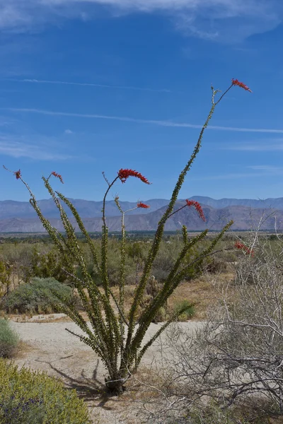 Ocotillo cactus in bloei in anza-borrego desert. Californië, Verenigde Staten — Stockfoto
