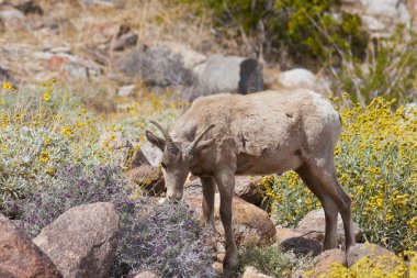 anza borrego Çölü'nde genç çöl bighorn koyun.