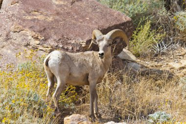 çöl bighorn koyun anza borrego Çölü'nde.