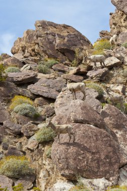 çöl bighorn koyun anza borrego Çölü'nde.