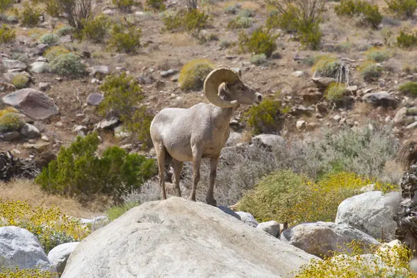 Owiec bighorn pustyni pustyni anza borrego. — Zdjęcie stockowe