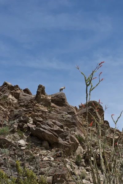Anza borrego 사막에서 사막 큰뿔양. — 스톡 사진