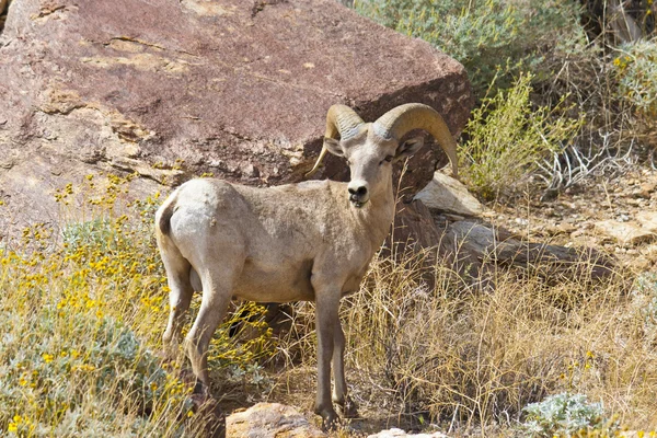 Deșert Bighorn Oaie în deșertul Anza Borrego . — Fotografie, imagine de stoc