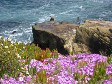 Sea Lions on the Pacific Ocean Coast. clipart