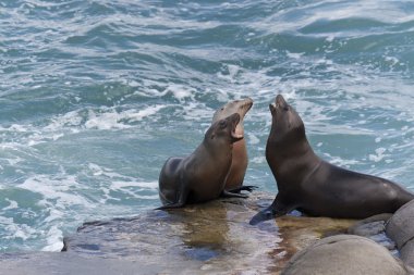 California Sea Lions clipart