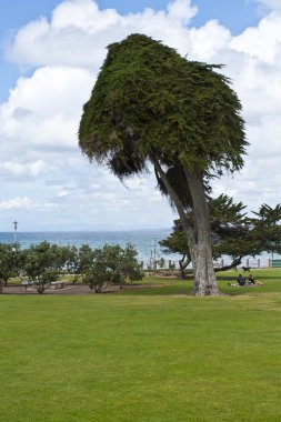 Pasifik Okyanusu kıyısı - la jolla, san diego, californi parkında