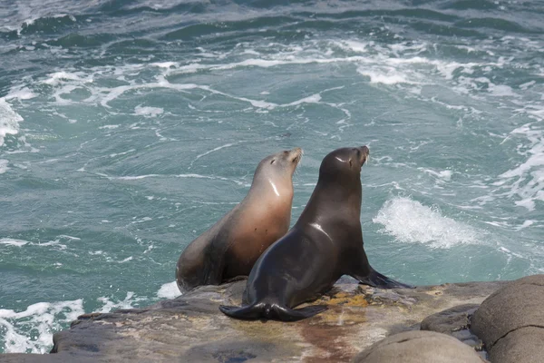 Leones del Mar de California — Foto de Stock